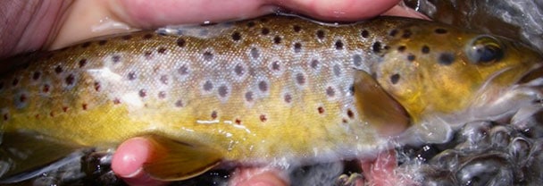 Lozere Peche Mouche - Stage et Séjours de Pêche