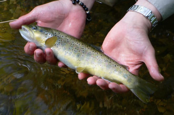 Lozere Peche Mouche - Stage et séjours de pêche en Lozère et à l'étranger